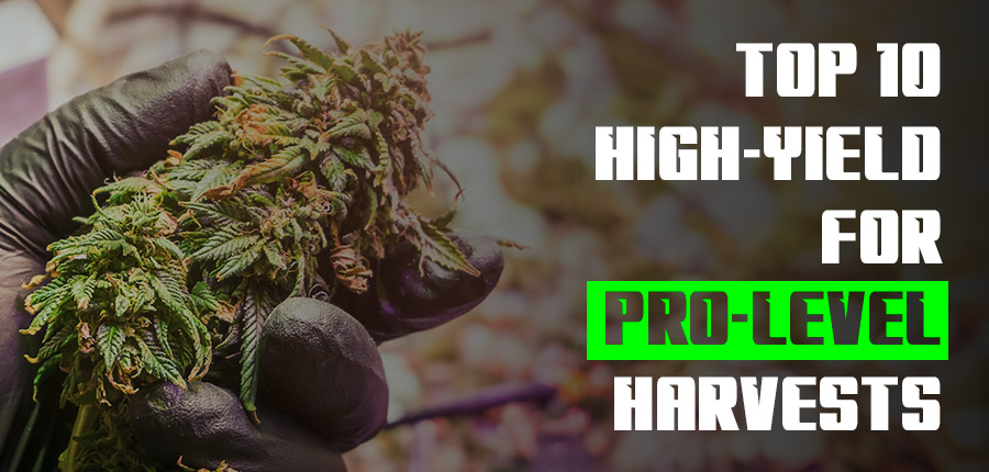 High-Yield Plants