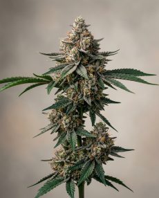 Cap Junky Feminized Marijuana Seeds