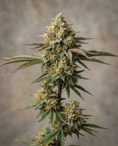 Congo Feminized Marijuana Seeds