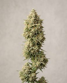 Hawaiian Snow Feminized Marijuana Seeds
