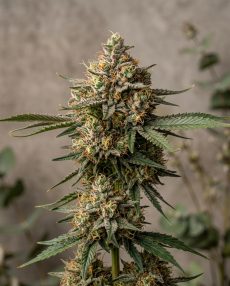 Hyper Za Feminized Marijuana Seeds
