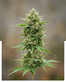 Island Sweet Skunk Feminized Marijuana Seeds