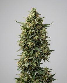Jack Flash Feminized Marijuana Seeds