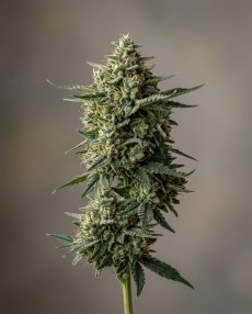 Khalifa Kush Feminized Marijuana Seeds