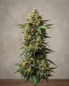 Maui Wowie Feminized Marijuana Seeds