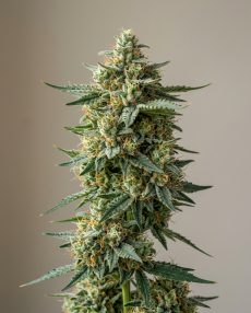 Peach OG Feminized Marijuana Seeds