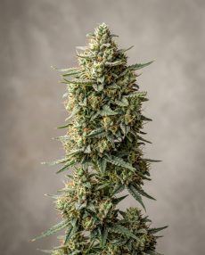 Shiva Skunk Feminized Marijuana Seeds