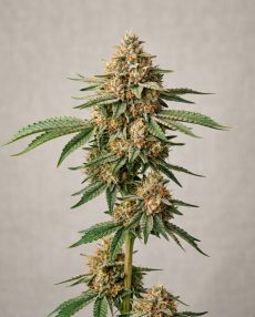 Strawberry Banana Feminized Marijuana Seeds