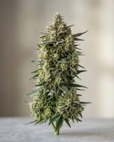 Strawberry Shortcake Feminized Marijuana Seeds