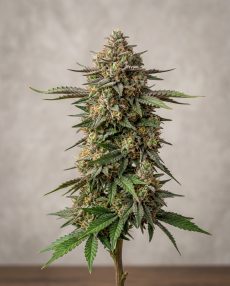 Sugar Black Rose Feminized Marijuana Seeds