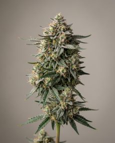 Sugar Cane Feminized Marijuana Seeds