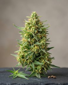 Super Lemon Haze Feminized Marijuana Seeds
