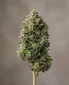 Trainwreck Feminized Marijuana Seeds