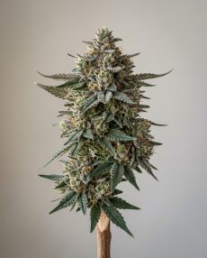 Wedding Pie Feminized Marijuana Seeds