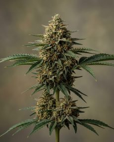 Afghani #00 Feminized Marijuana Seeds