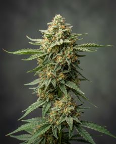 Animal Mints Feminized Marijuana Seeds
