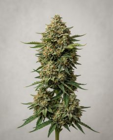 Apricot Feminized Marijuana Seeds