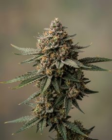 Banana Daddy Feminized Marijuana Seeds