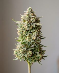 Banana Runtz Feminized Marijuana Seeds