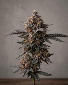 Black Cherry Gelato Feminized Marijuana Seeds