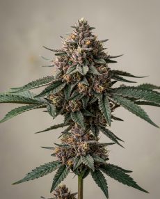 Blackberry Kush Feminized Marijuana Seeds