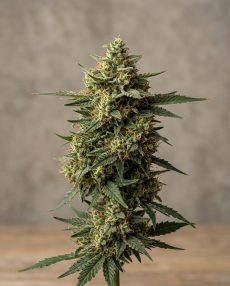 Chem 91 Feminized Marijuana Seeds
