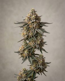 Cherry Cheesecake Feminized Marijuana Seeds