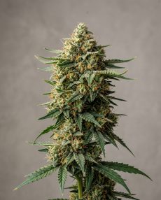 Chocolate Haze Feminized Marijuana Seeds