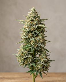 Colombian Jack Feminized Marijuana Seeds