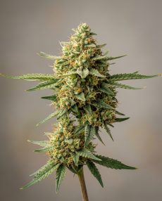 Critical Bilbo Feminized Marijuana Seeds