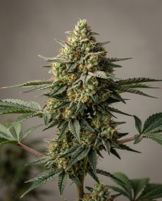 Durban Skunk Feminized Marijuana Seeds