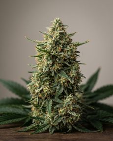 Fruit Punch Feminized Marijuana Seeds
