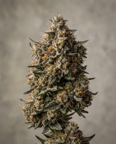 Glue Gelato Feminized Marijuana Seeds