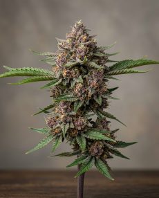 Grape God Feminized Marijuana Seeds
