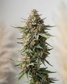 Ice Cream Bean Feminized Marijuana Seeds