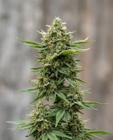 Jack 47 Feminized Marijuana Seeds