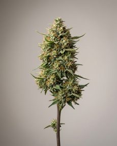 Lambs Bread Feminized Marijuana Seeds