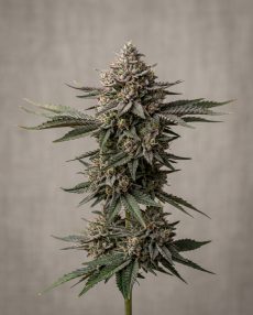 Lavender Feminized Marijuana Seeds