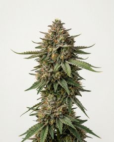 Lodi Dodi Feminized Marijuana Seeds