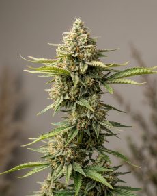 Mobydick Feminized Marijuana Seeds