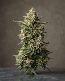 Mohan Ram Feminized Marijuana Seeds