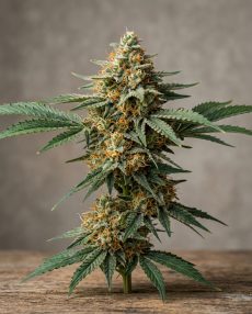 Orange Kush Feminized Marijuana Seeds
