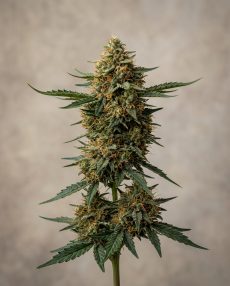 Panama Red Feminized Marijuana Seeds