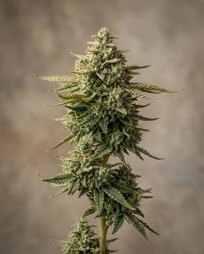 Peach Puree Feminized Marijuana Seeds