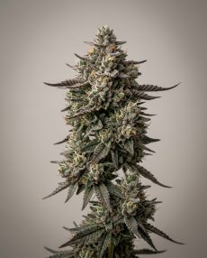 Platinum Girl Scout Cookies Feminized Marijuana Seeds