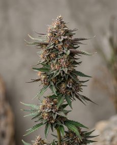 Purple Afghan Kush Feminized Marijuana Seeds