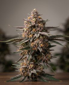 Purple Orange Feminized Marijuana Seeds