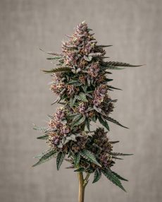 Purple Punch Feminized Marijuana Seeds