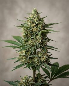 Ruderalis Skunk Feminized Marijuana Seeds