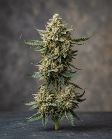 SFV OG Feminized Marijuana Seeds